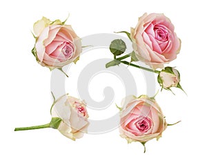 Set of small pink rose flowers isolated