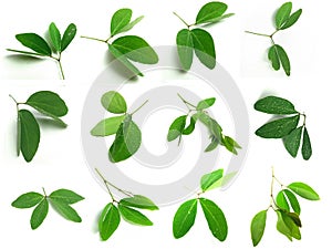 set of small Pithecellobium or blackbeads leaves photo