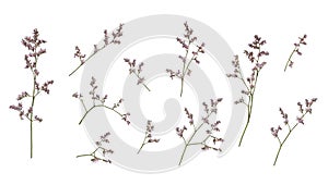 Set of small twigs of limonium flowers isolated