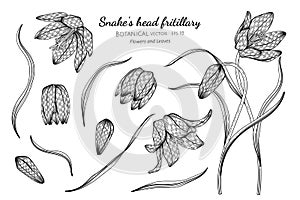 Set of Snake`s head fritillary flower and leaf hand drawn botanical illustration with line art on white backgrounds