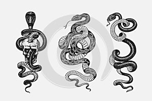 Set of snakes. Pythonidae or python. Boinae or boas or boids. Eastern racer or Coluber constrictor. Indian cobra or