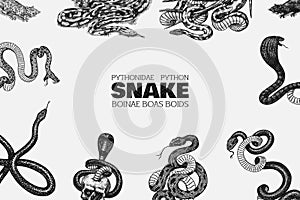 Set of snakes. Pythonidae or python. Boinae or boas or boids. Eastern racer or Coluber constrictor. Indian cobra or