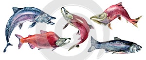 Set of sockeye salmon, coho, chum watercolor illustration isolated on white background.