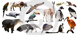 Set of South American animals. Isolated over white