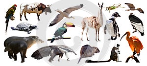 Set of South American animals. Isolated over white photo