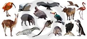 Set of South American animals over white