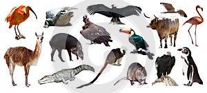 Set of South American animals over white photo