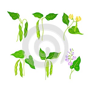Set of soy bean plant with green leaves, flowers and pods. Legume, lettil beans or peas plant cartoon vector