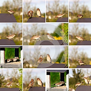 Set of sparrow on bird feeders.