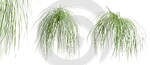 Set of Spartina Pectinata plants, isolated on white background. 3D render.