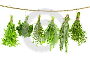 Set of Spice Herbs / Hanging and Drying / on white bac