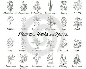 Set of spices, herbs and officinale plants icons. Healing plants