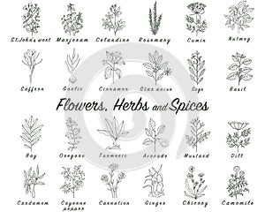 Set of spices, herbs and officinale plants icons. Healing plants photo