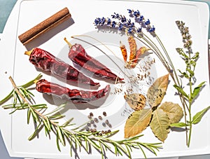 Set of spices on white background, pepper, rosemary, lavender, mint, bay leaf