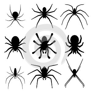 Set of spider silhouette vector icon. Top view