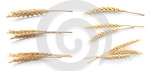 Set with spikelets on white background