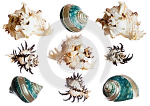 Set of spiral shells