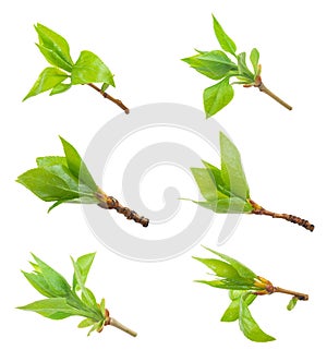 Set of Spring buds on white