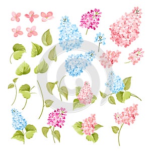 Set of spring flowers elements. Collection of lilac flowers on a white background.