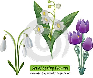 Set of spring flowers Isolated on White Background.