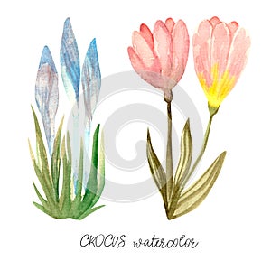 Set of spring flowers pink and blue crocus and bud colorful.
