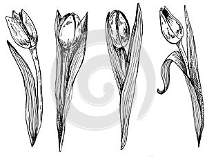 Set of spring flowers tulips branches. ink sketch collection  illustration.