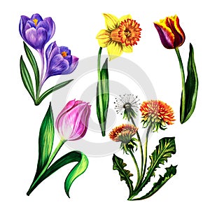 Set of spring flowers tulips narcissus dandelion crocuses. Isolate on white background. Watercolor illustration.