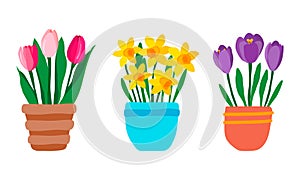 Set of spring garden flowers in pot. Pink Tulips  purple crocuses and yellow daffodils. Cute hand drawn colorful potted plants