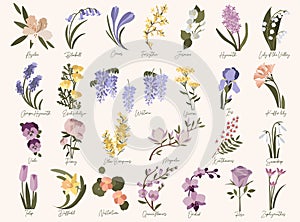 Set of spring modern flowers. Azalea,bluebell,crocus,daffodil,forsythia,magnolia,