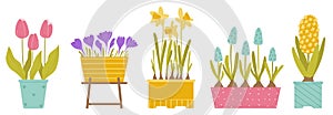 Set of spring potted flowers. Tulips, crocuses, daffodil, muscari, hyacinth. Plants isolated on white background. Vector