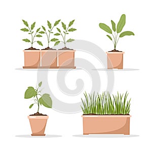 Set of spring seedlings in pots. Growing gardening plants. Vegetarian and ecological products. Vector illustration in