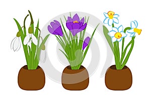 Set of spring snowdrop, narcissus and crocus bouquets in flower pots isolated on white. Vector illustration