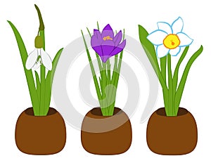 Set of spring snowdrop, narcissus and crocus in flower pots isolated on white. Vector illustration