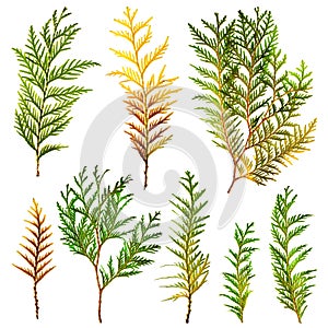 Set of spruce brunches isolated photo