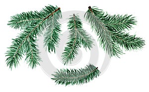 Set of spruce, pine, fir branches. Christmas and New Year