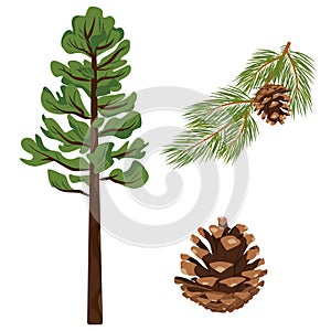 Set of spruce tree, branch with pine cone and pine cone. Isolated illustration in vector format.