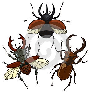 Set of stag beetle and rhinoceros beetle isolate on a white background. Vector graphics