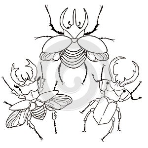 Set of stag beetle and rhinoceros beetle isolate on a white background. Vector graphics