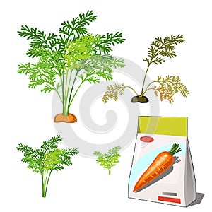 Set of stages of life of a agricultural plant red carrot isolated on white background. Paper packaging for storage of