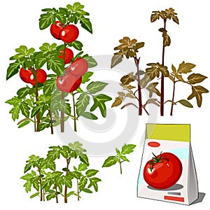 Set of stages of life of a agricultural plant red tomato isolated on white background. Paper packaging for storage of