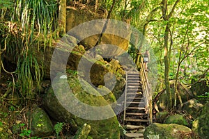 A hiking track with a wooden staircase in the beautiful New Zealand forest