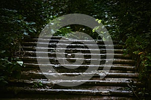 Dark ruined old stone staircase overgrown with impenetrable green bushes