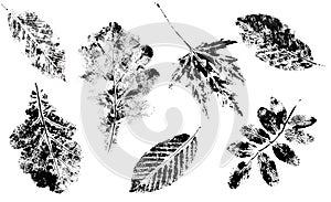 Set of stamp leaves. Prints of oak, maple, elm, rosehip leaves. Objects isolated on white. Black and white. Perfect for seasonal a