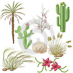 Set of Steppe and Desert Plants