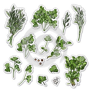 Set with stickers of different green herbs and spices. Hand draw and color sketch isolated on white background.