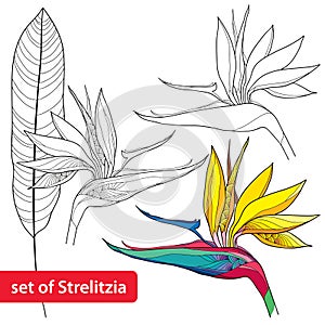 Set of Strelitzia reginae or bird of paradise flower and leaf isolated on white background