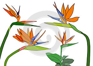 Set strelitzia reginae tropical south africa flowers isolated on white background. vector illustration. bird of paradise