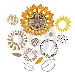 Set of stylised Sunflower petals isolated on white background.