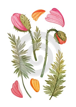 Set with stylized poppy flowers, leaves, petals hand drawn in watercolor