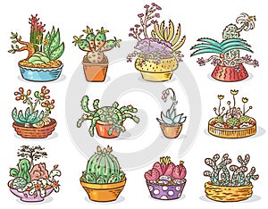 Set of succulent compositions in containers, colorful drawing, isolated